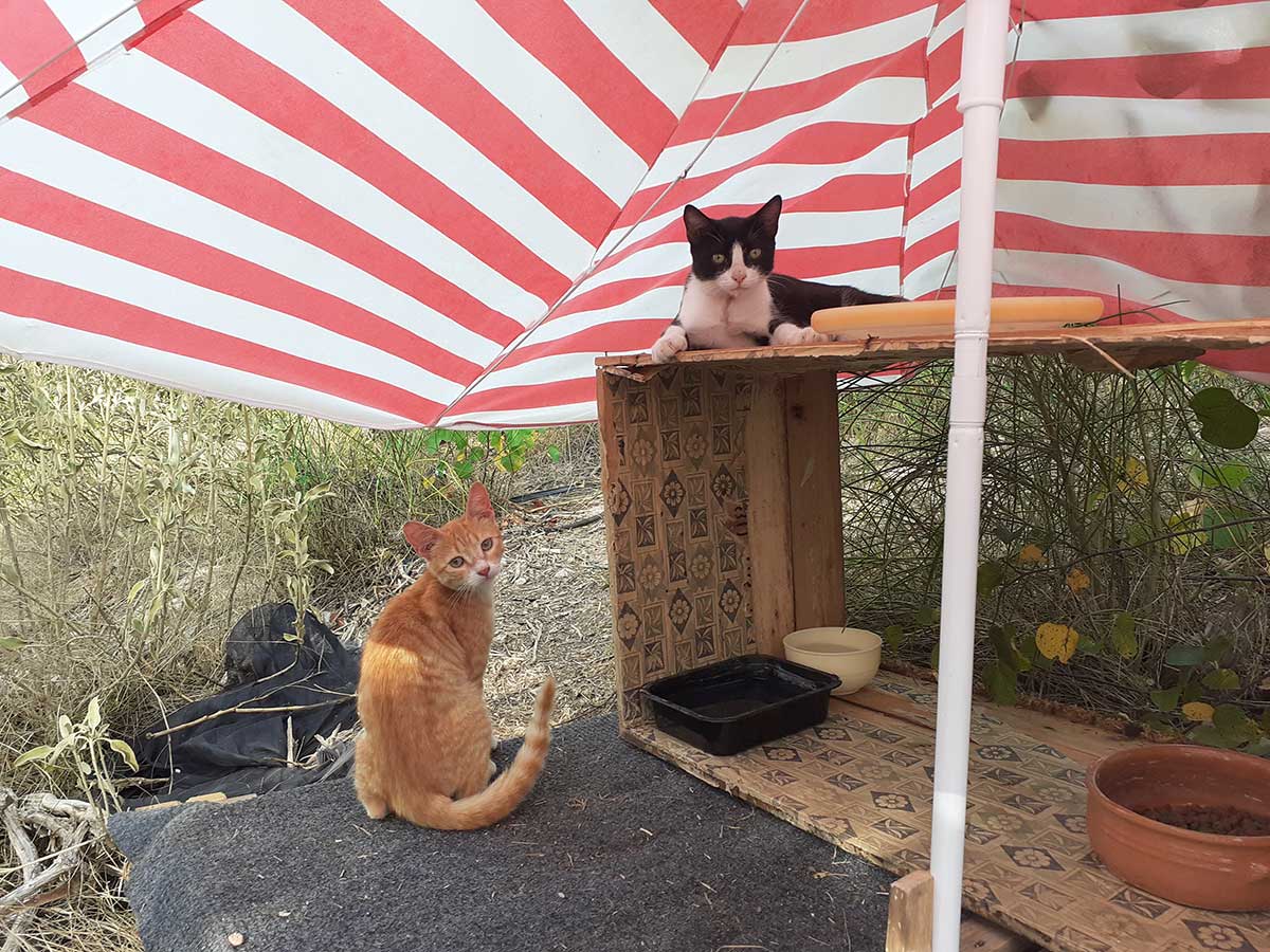 Zwei Katerchen unterm Sonnenschirm