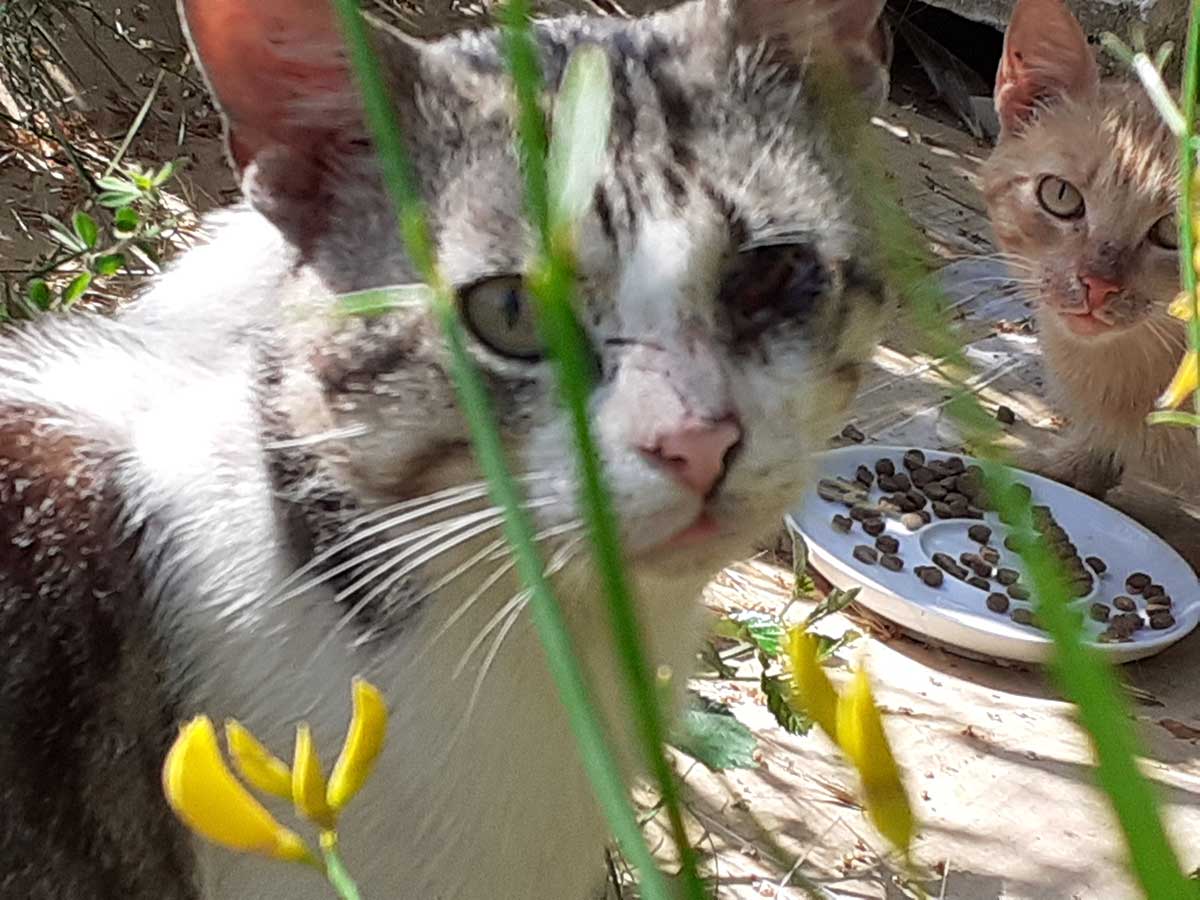 Charlie mit einem Auge
