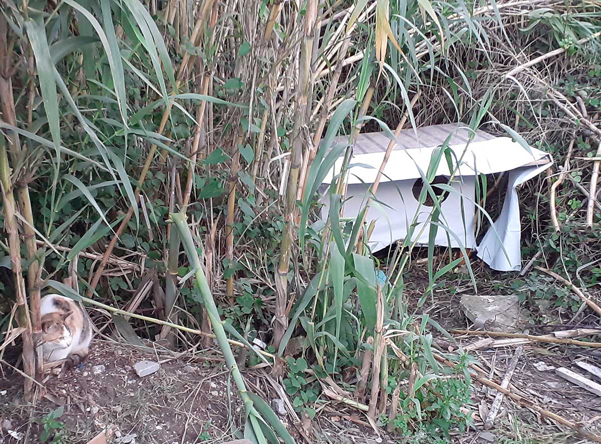 Cathouse in bamboo