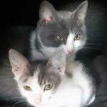 Lilly and Mitsos