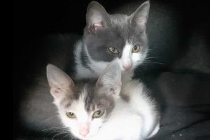 Lilly and Mitsos