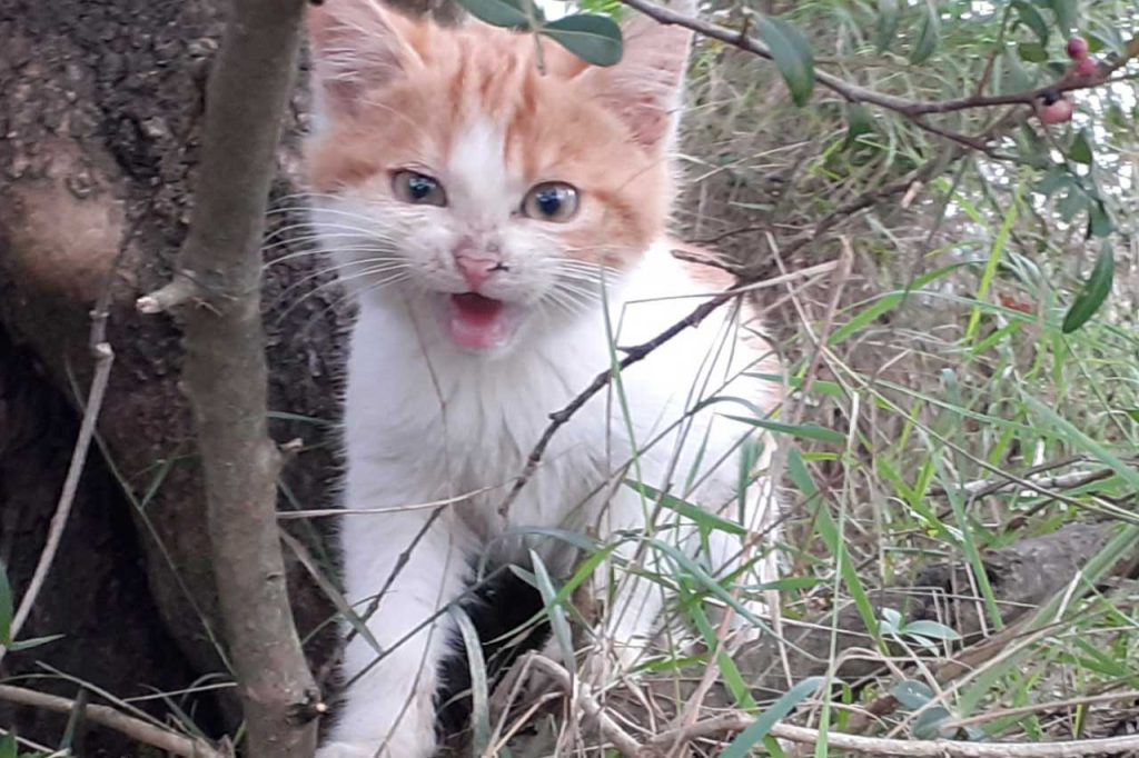 Romeo was abandoned at the bins