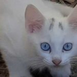 White cat Snow