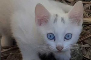 White cat Snow