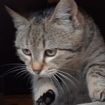 Fighter Tabby